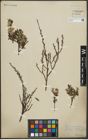 Foto von Salix purpurea L. x Salix repens L.
